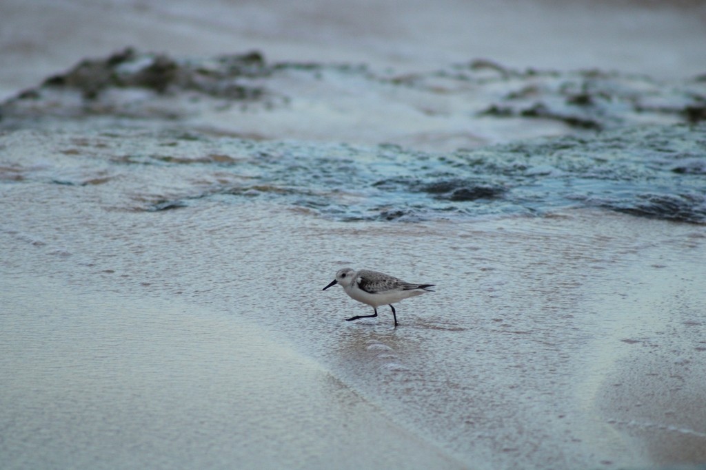 Sanderling - ML645826188