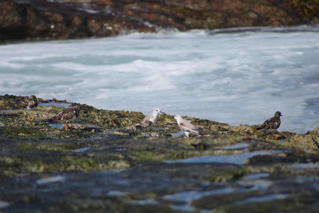 Sanderling - ML645826190