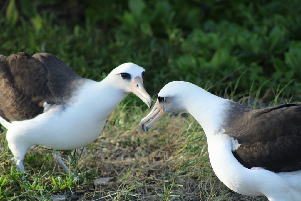 Laysan Albatross - ML645826192