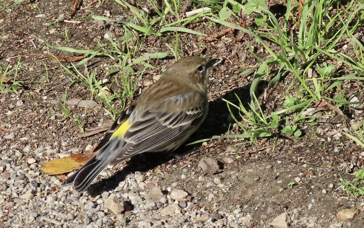 Yellow-rumped Warbler - ML645826193