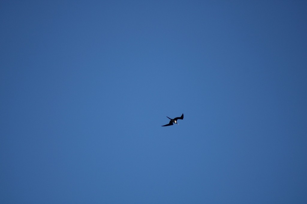 Great Frigatebird - ML645826194