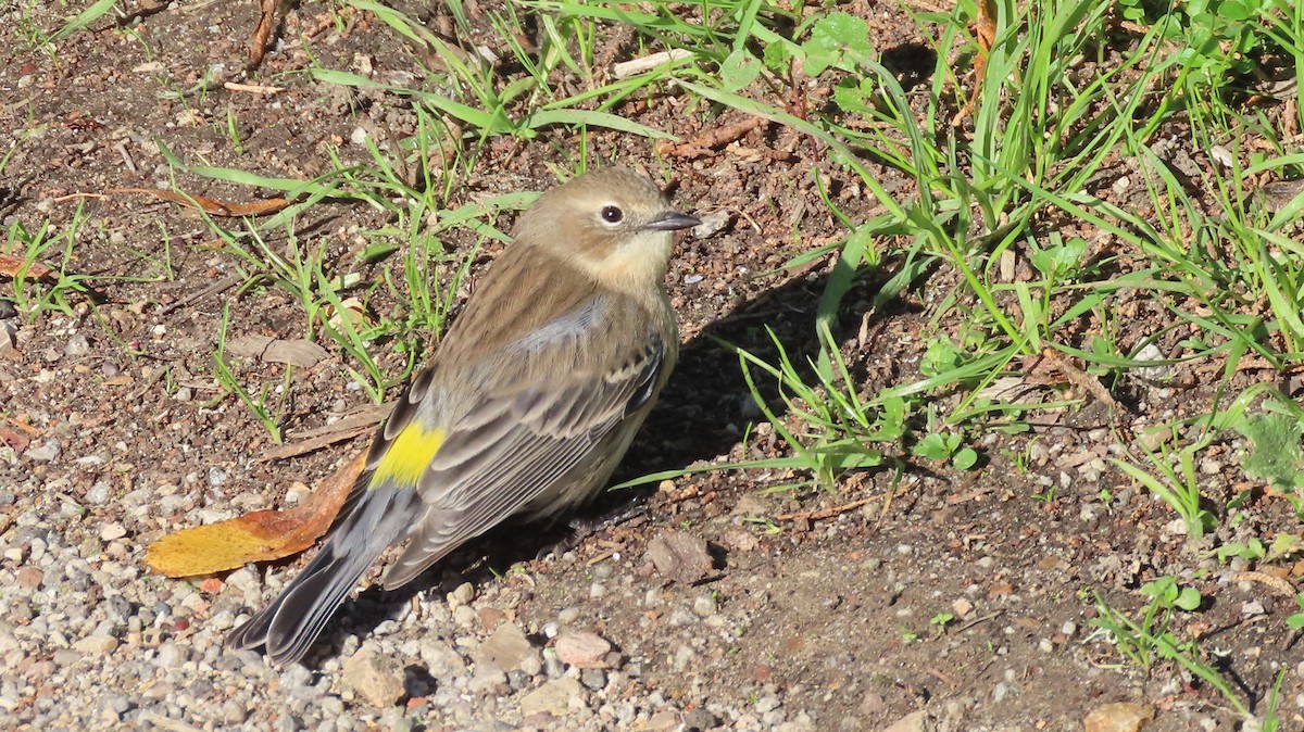 Yellow-rumped Warbler - ML645826197