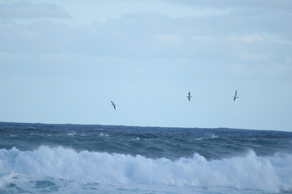 Masked Booby - ML645826198