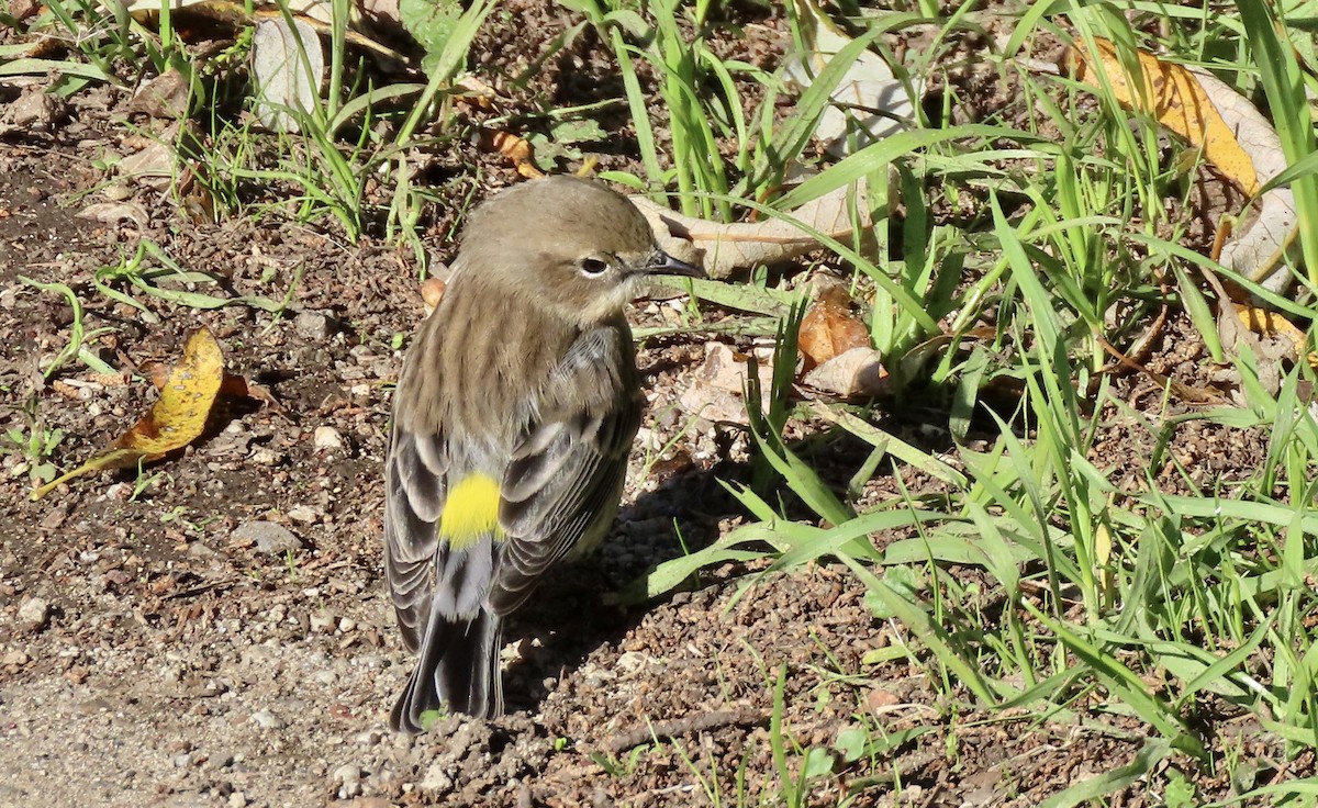 Yellow-rumped Warbler - ML645826199