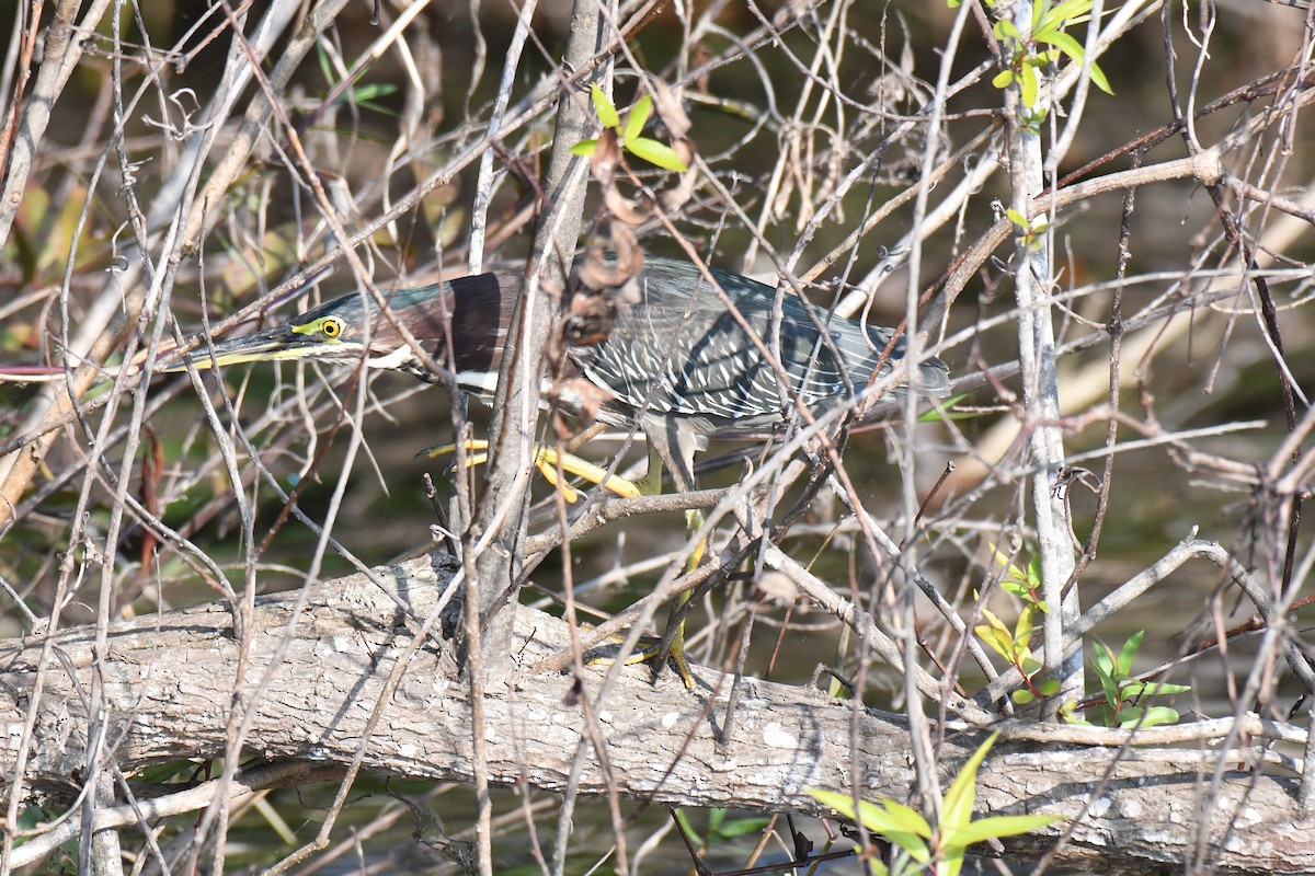 Green Heron - ML645826201