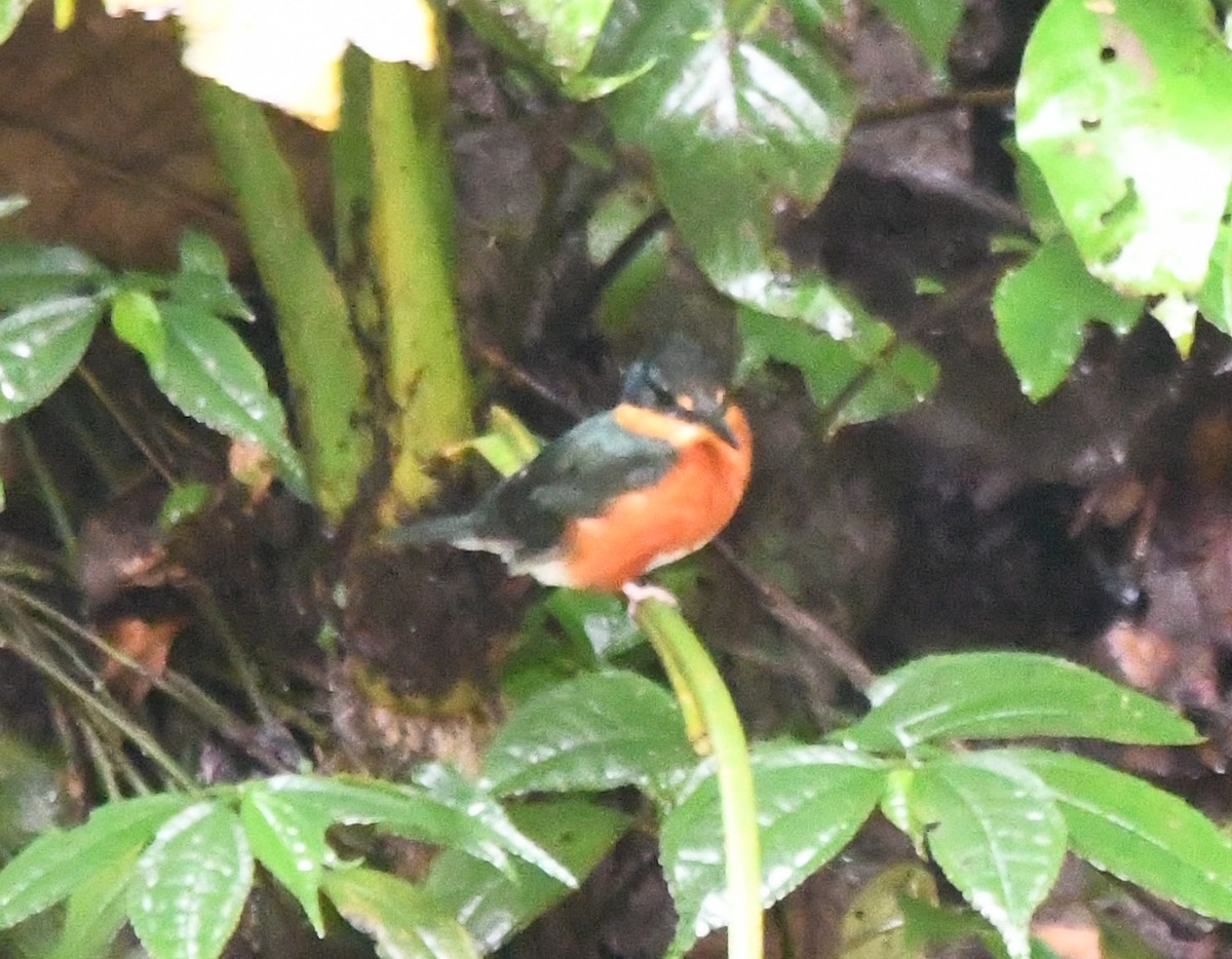American Pygmy Kingfisher - ML645826203