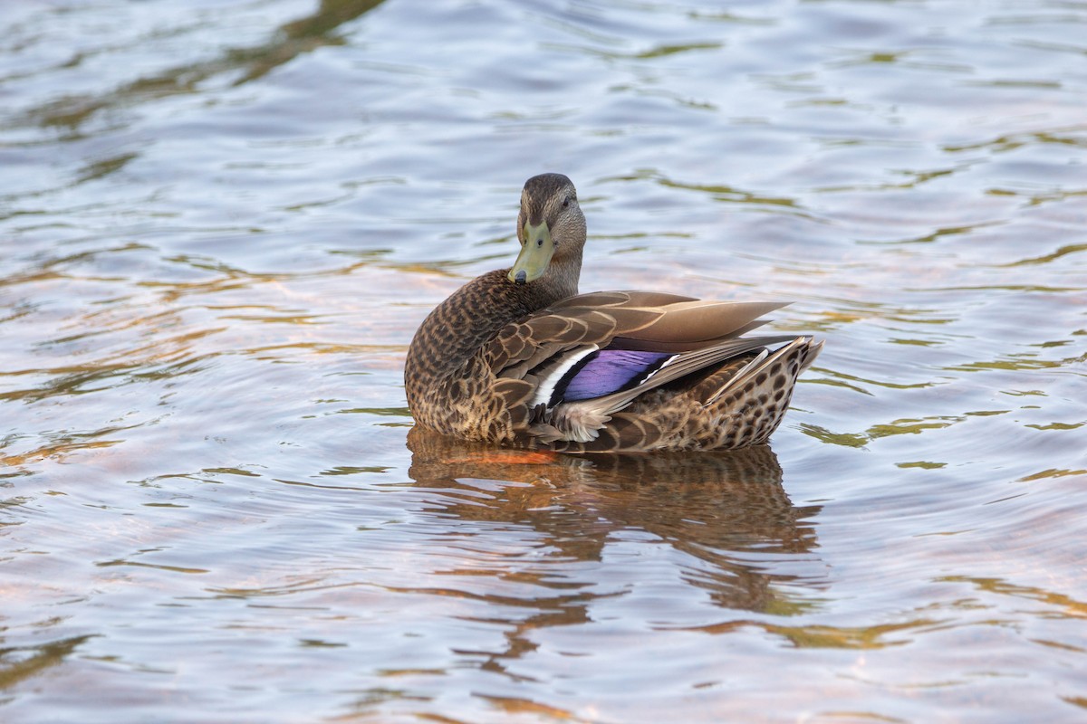 Mallard x American Black Duck (hybrid) - ML645826204
