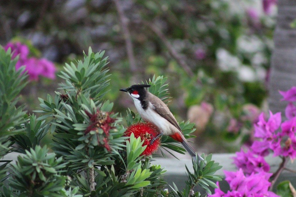 Red-whiskered Bulbul - ML645826205