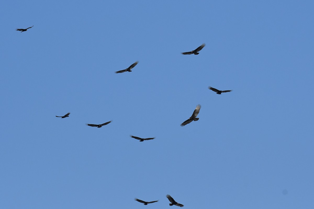 Turkey Vulture - ML645826206