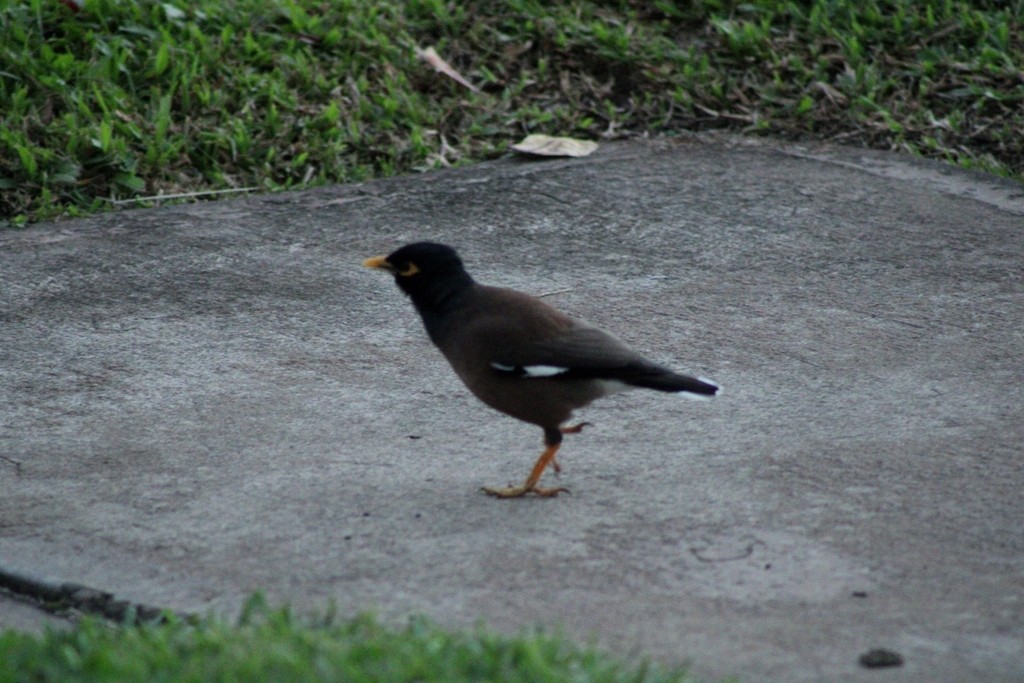 Common Myna - ML645826207