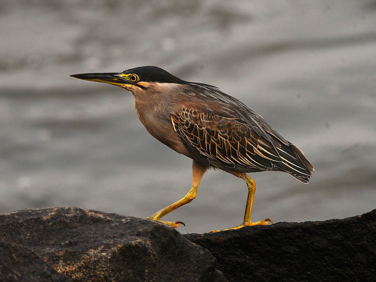 Little Heron - ML645826208