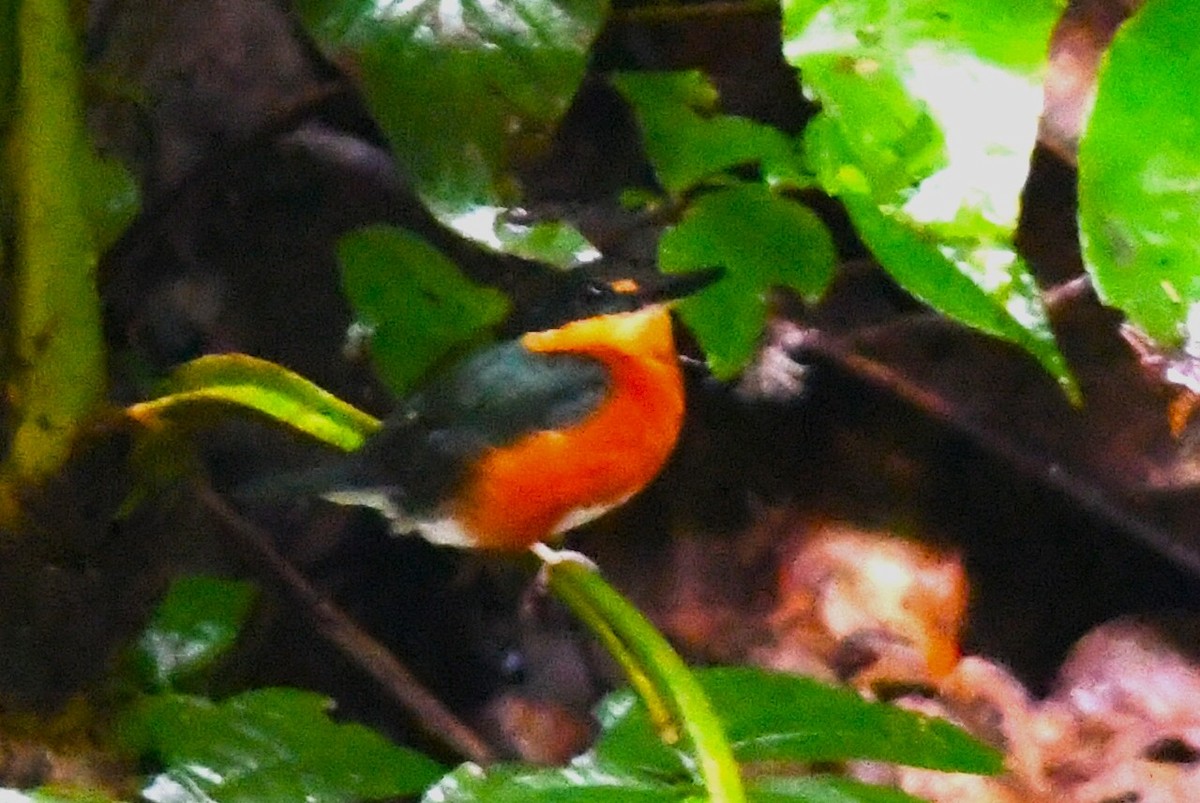 American Pygmy Kingfisher - ML645826209