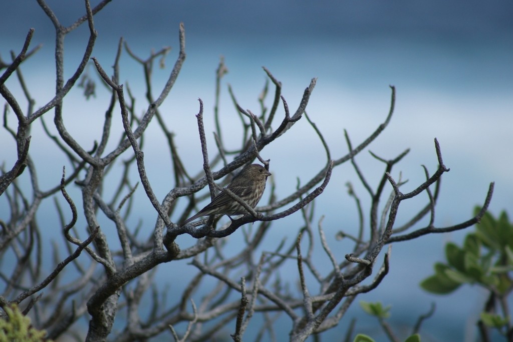 House Finch - ML645826210