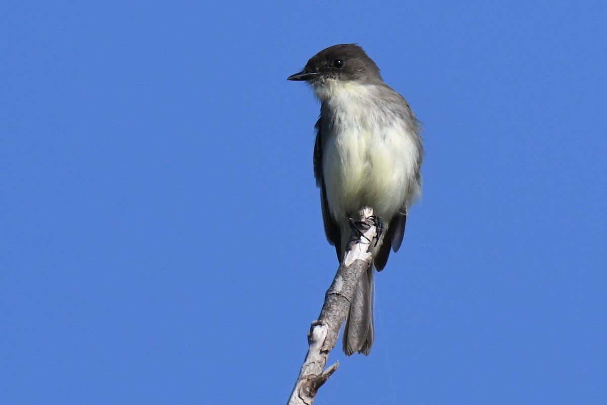 Eastern Phoebe - ML645826211