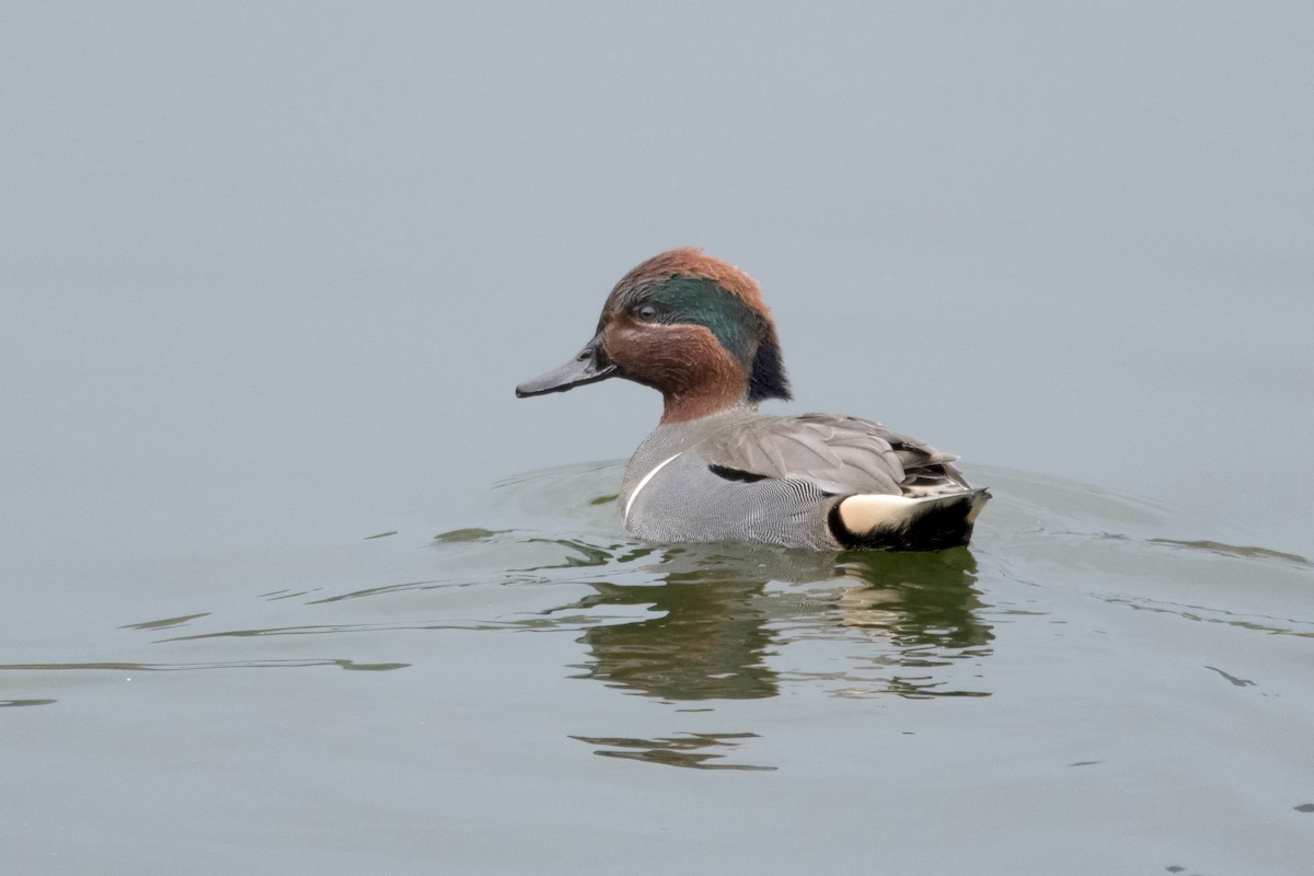Green-winged Teal - ML645826212