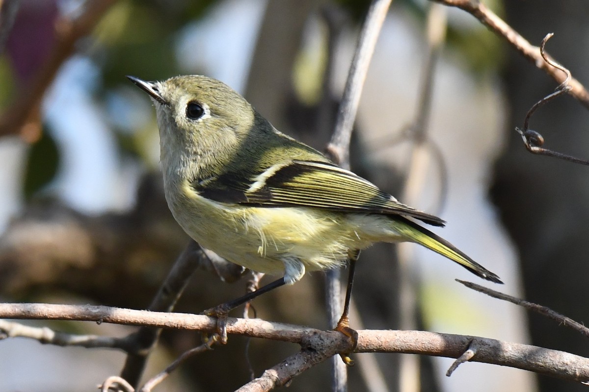 Ruby-crowned Kinglet - ML645826213