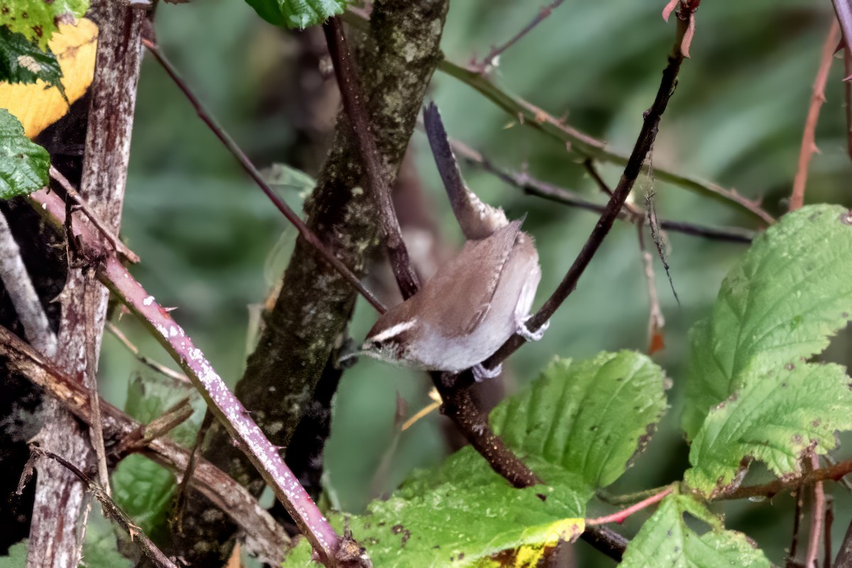 Bewick's Wren - ML645826215