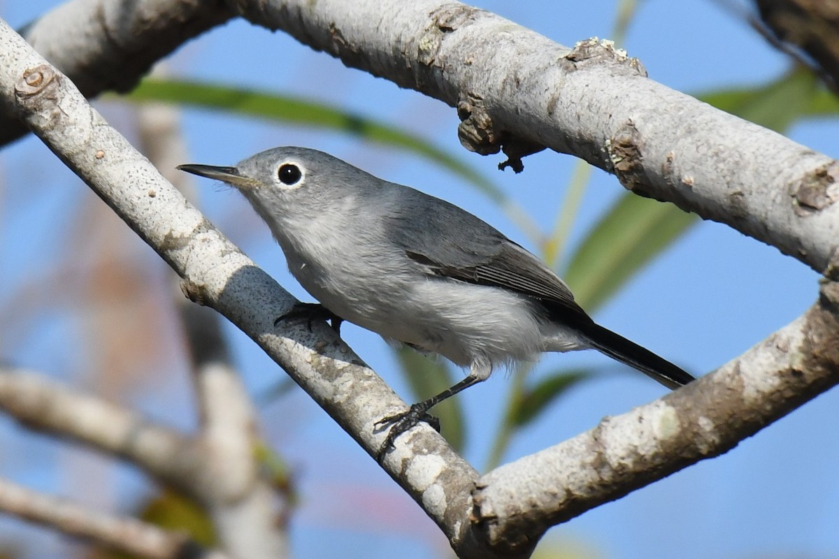 Blue-gray Gnatcatcher - ML645826217