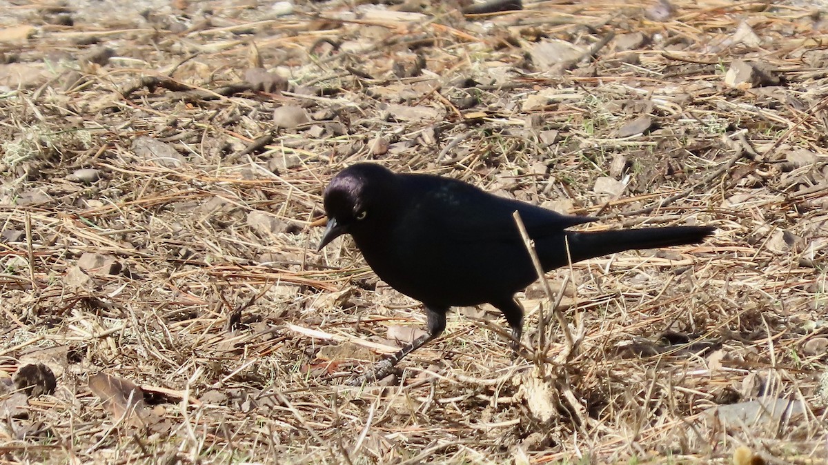 Brewer's Blackbird - ML645826219