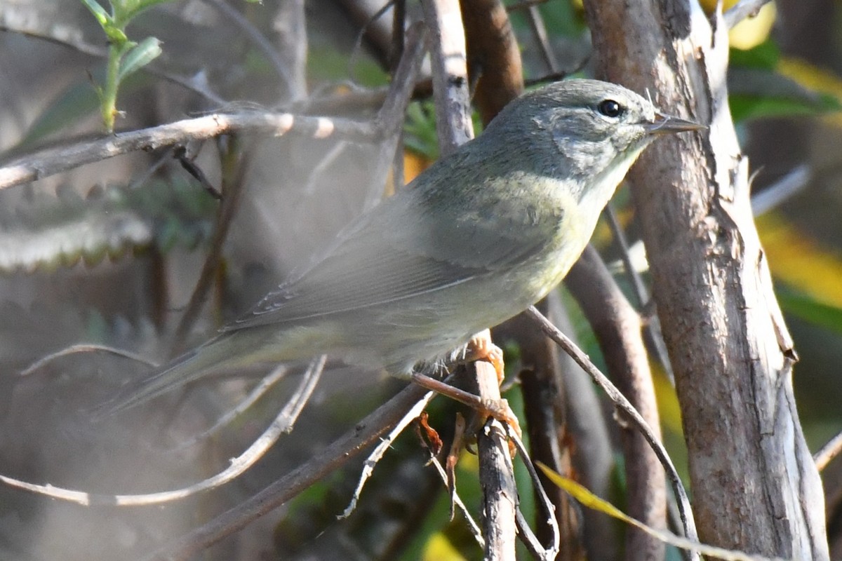 Orange-crowned Warbler - ML645826220
