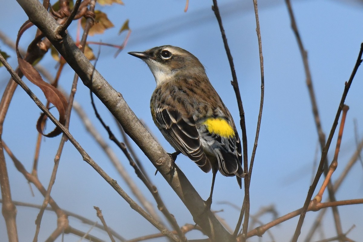 Yellow-rumped Warbler (Myrtle) - ML645826221