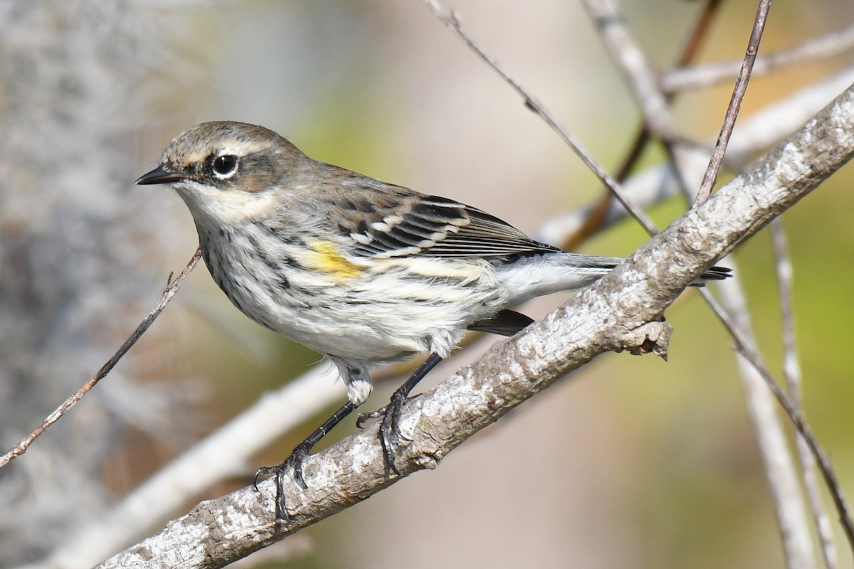 Yellow-rumped Warbler (Myrtle) - ML645826222