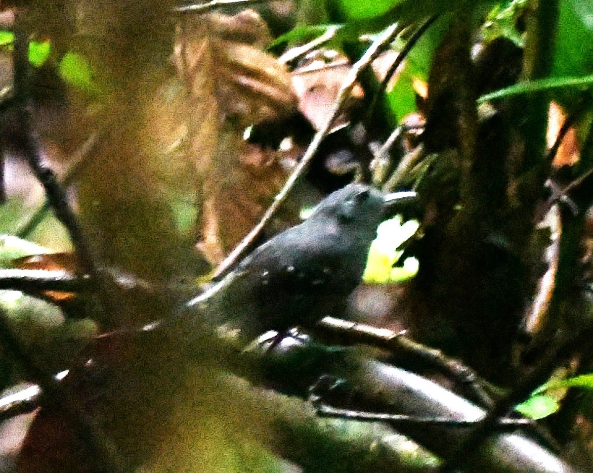 Spot-winged Antbird - ML645826223