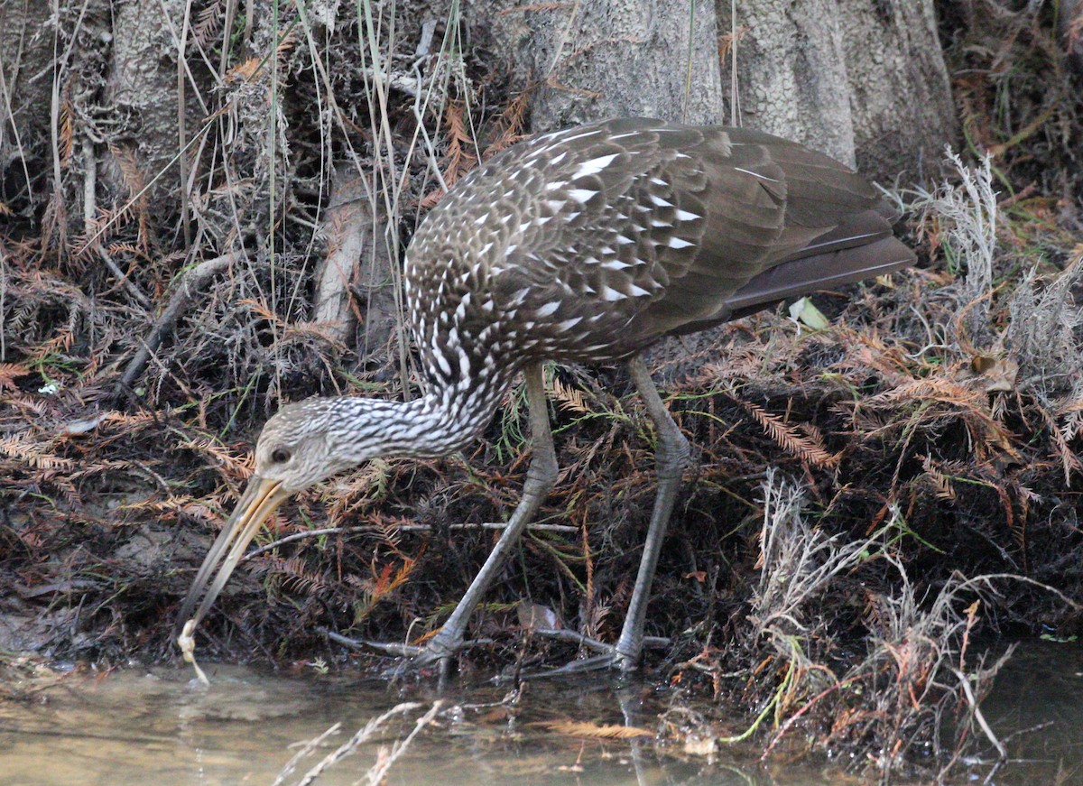 Limpkin - ML645826224