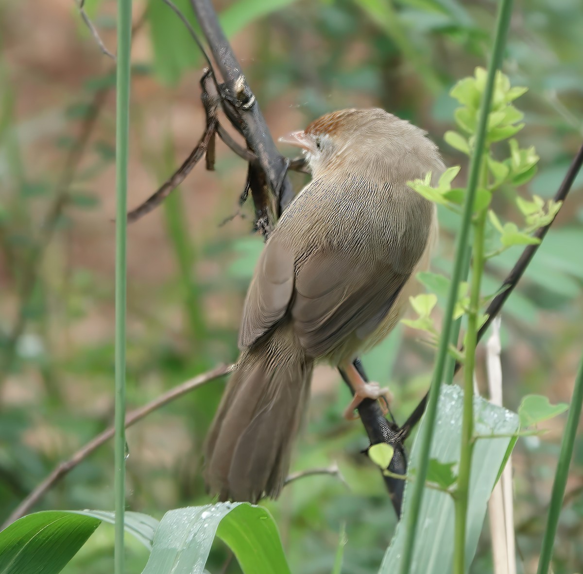 Tawny-bellied Babbler - ML645826227
