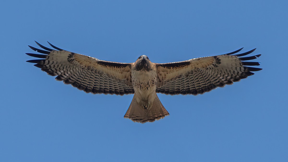 Red-tailed Hawk - ML645826231