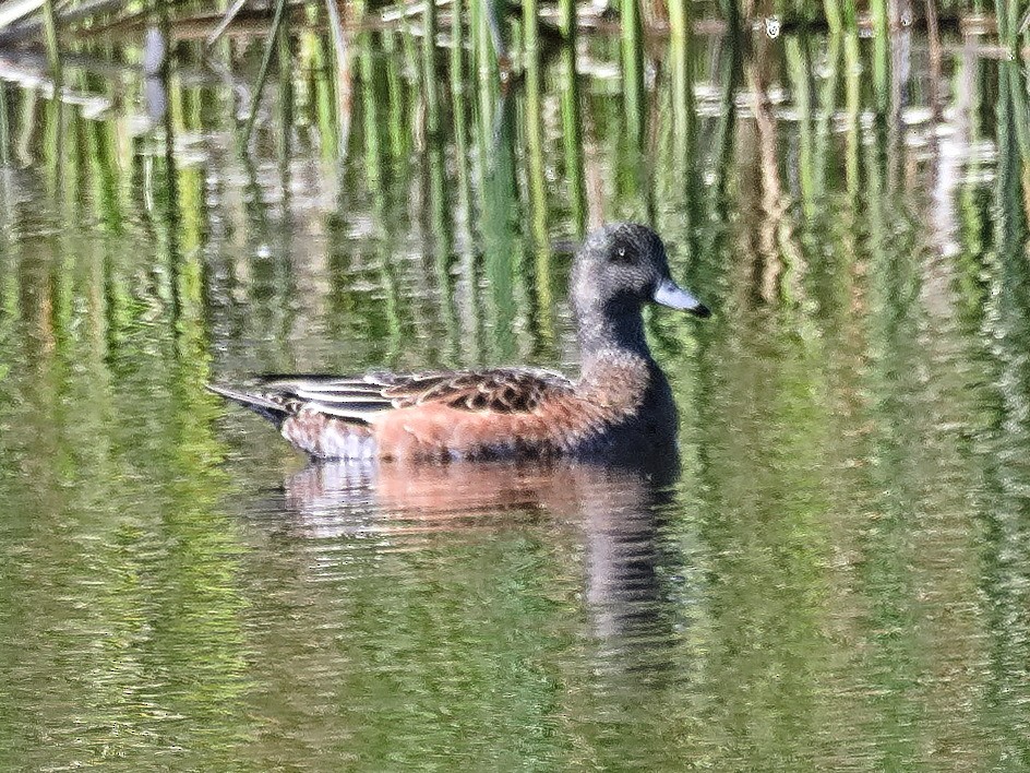 葡萄胸鴨 - ML645826232