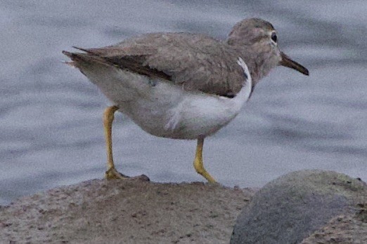 Spotted Sandpiper - ML645826238