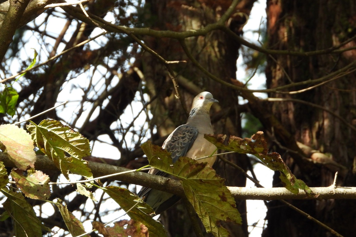 mongolturteldue - ML645826244