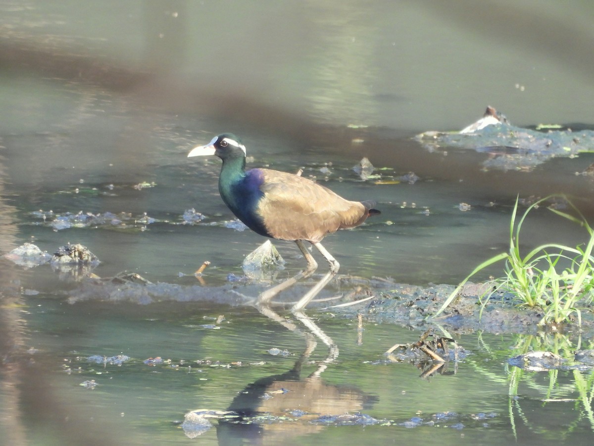 Бронзовокрылая якана - ML645826245