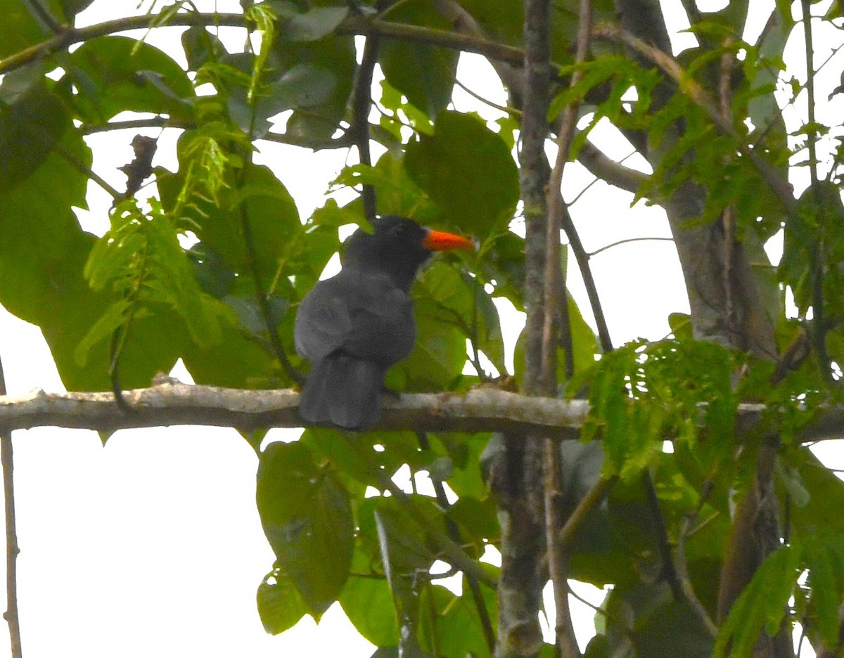 Black-fronted Nunbird - ML645826253