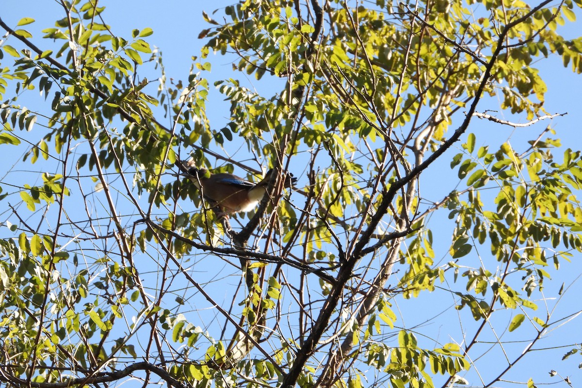 nøtteskrike - ML645826254