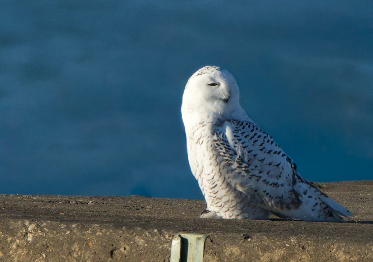Snowy Owl - ML645826257