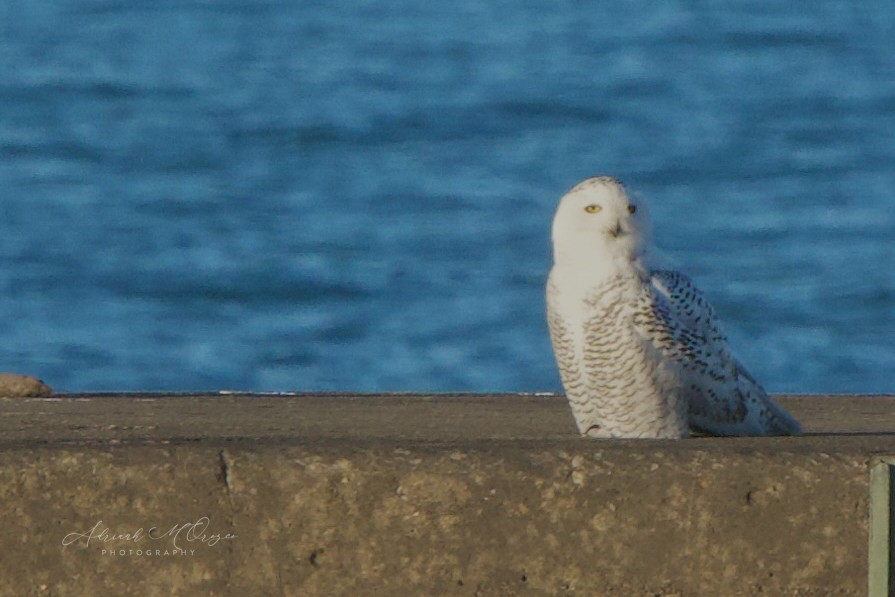 Snowy Owl - ML645826258