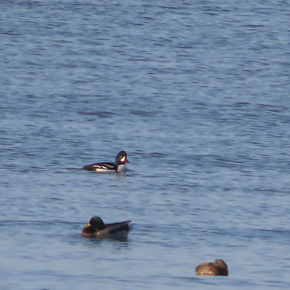 キタホオジロガモ - ML645826259