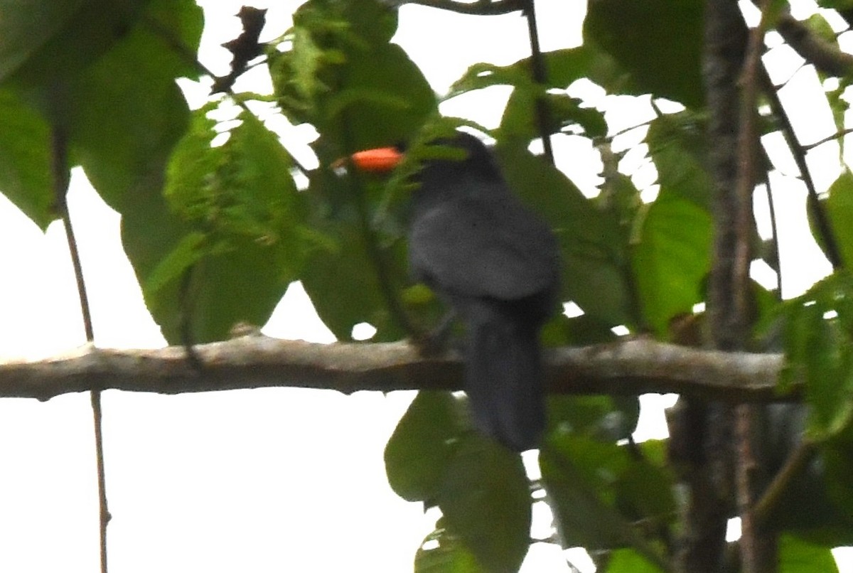 Black-fronted Nunbird - ML645826265