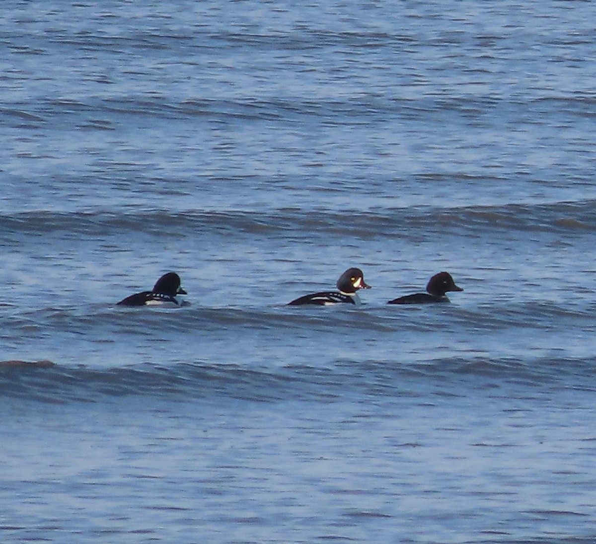 キタホオジロガモ - ML645826266