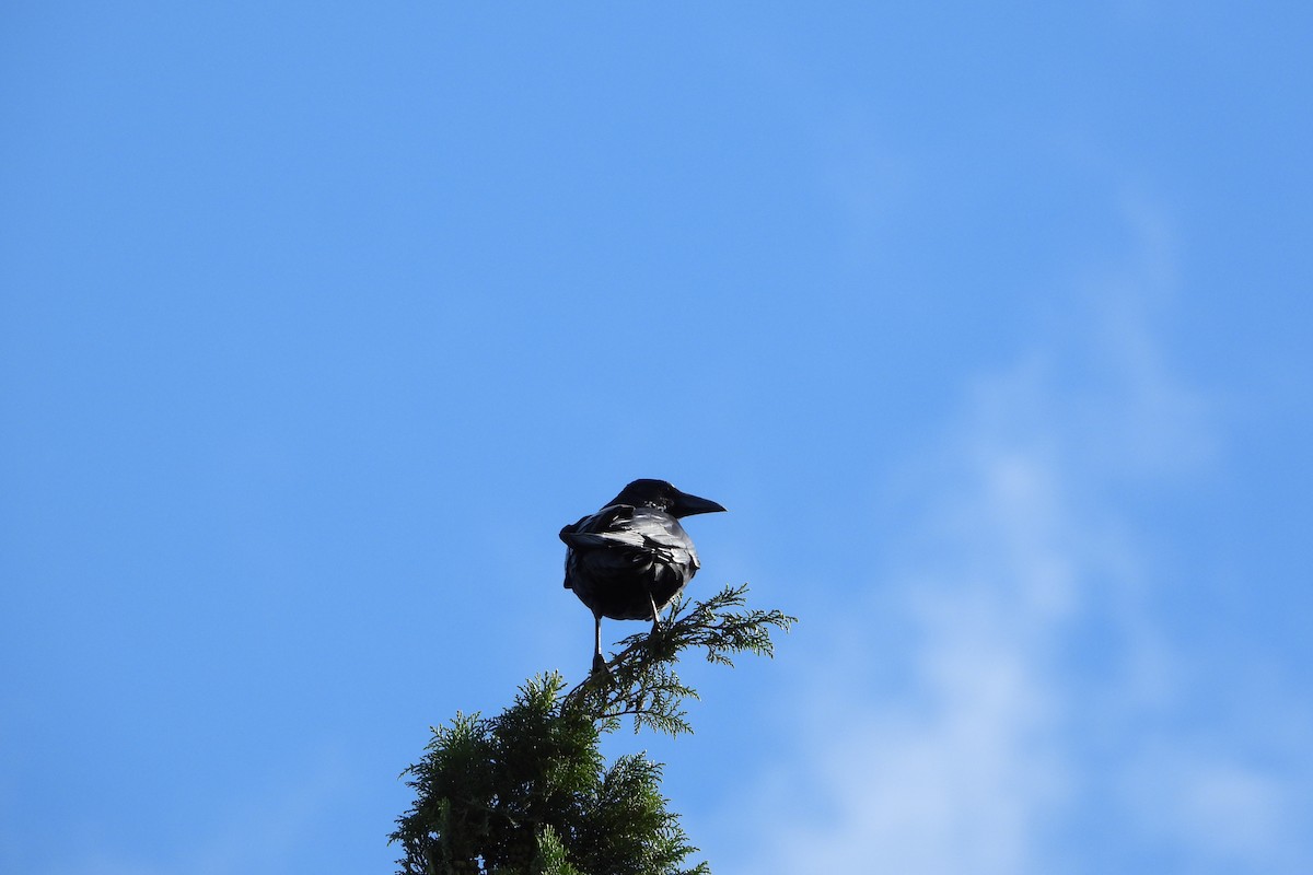 svartkråke - ML645826267