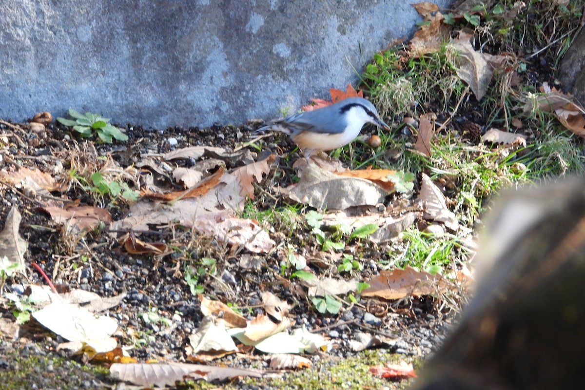 spettmeis - ML645826270