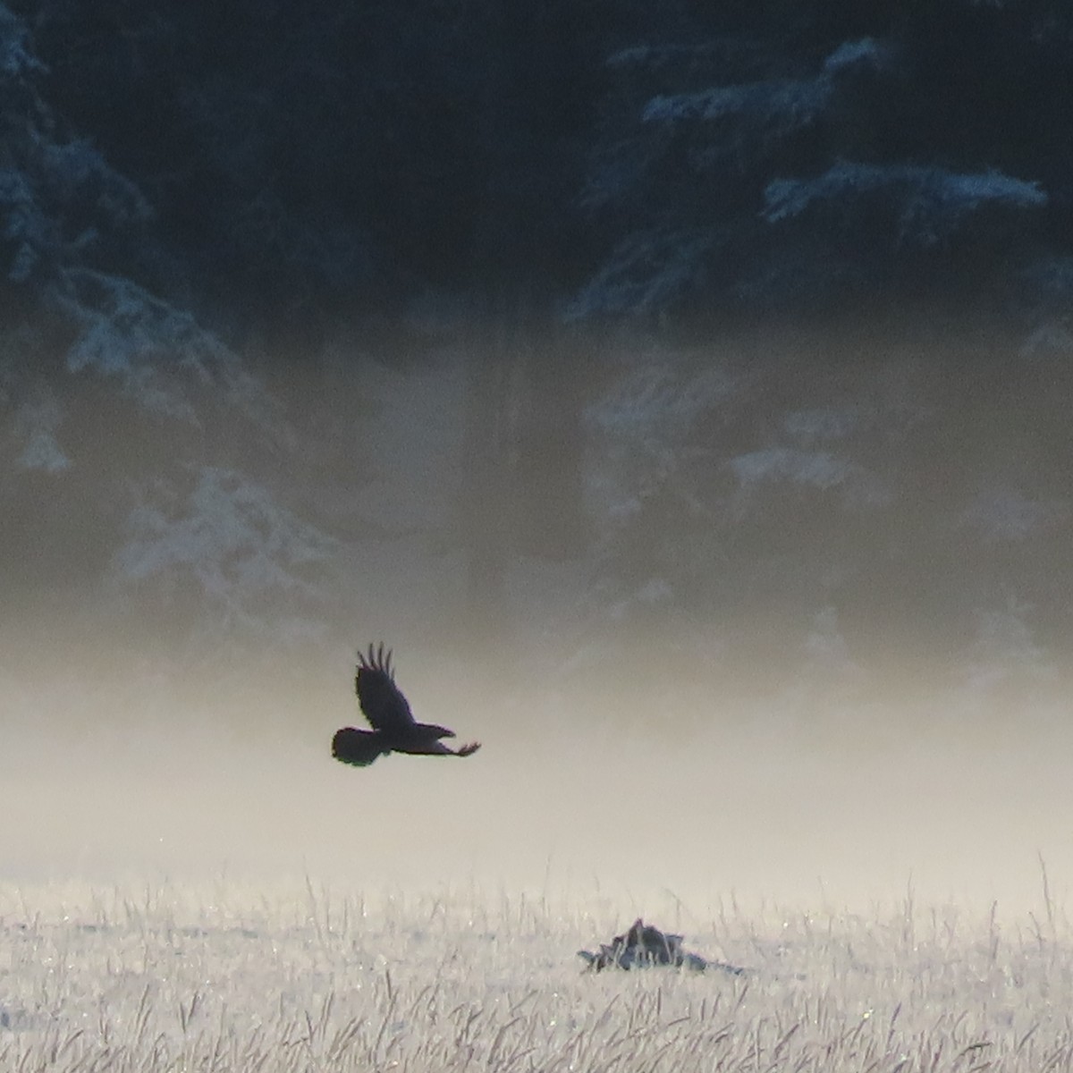 Corvo imperiale - ML645826271