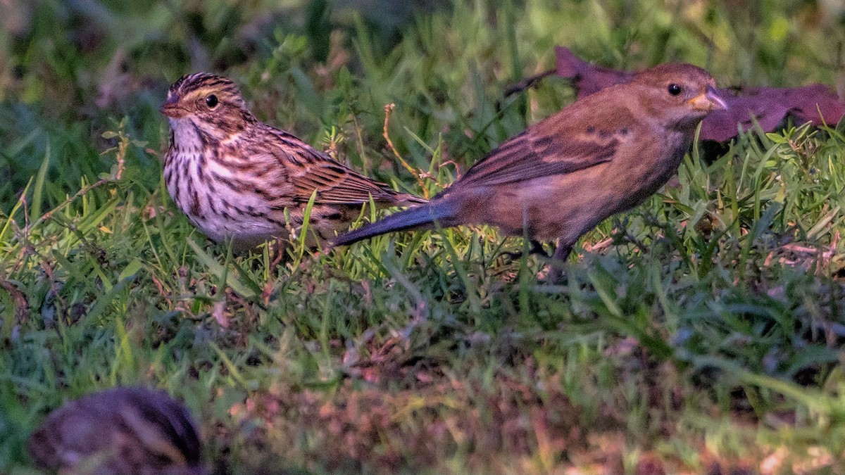 Indigo Bunting - ML645826272
