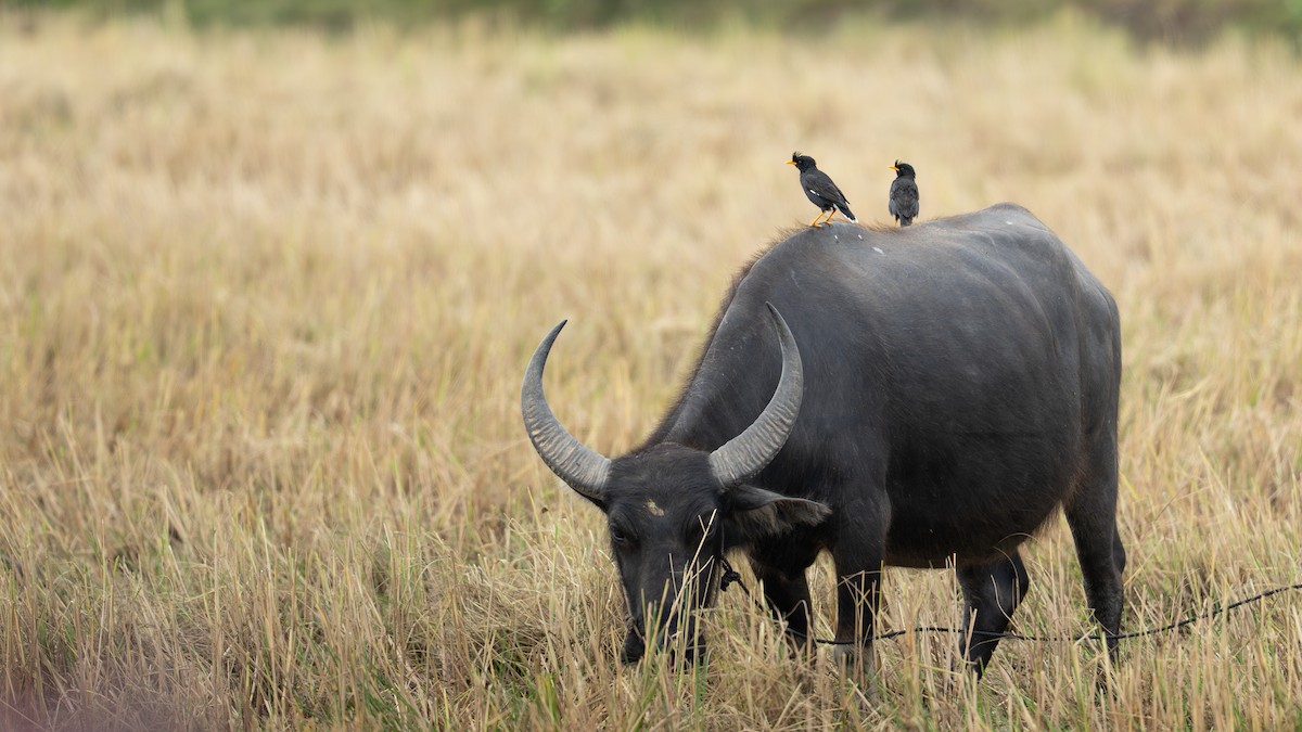 Great Myna - ML645826285