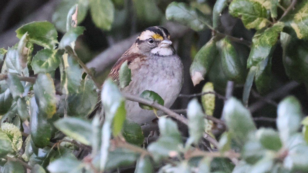 White-throated Sparrow - ML645826286