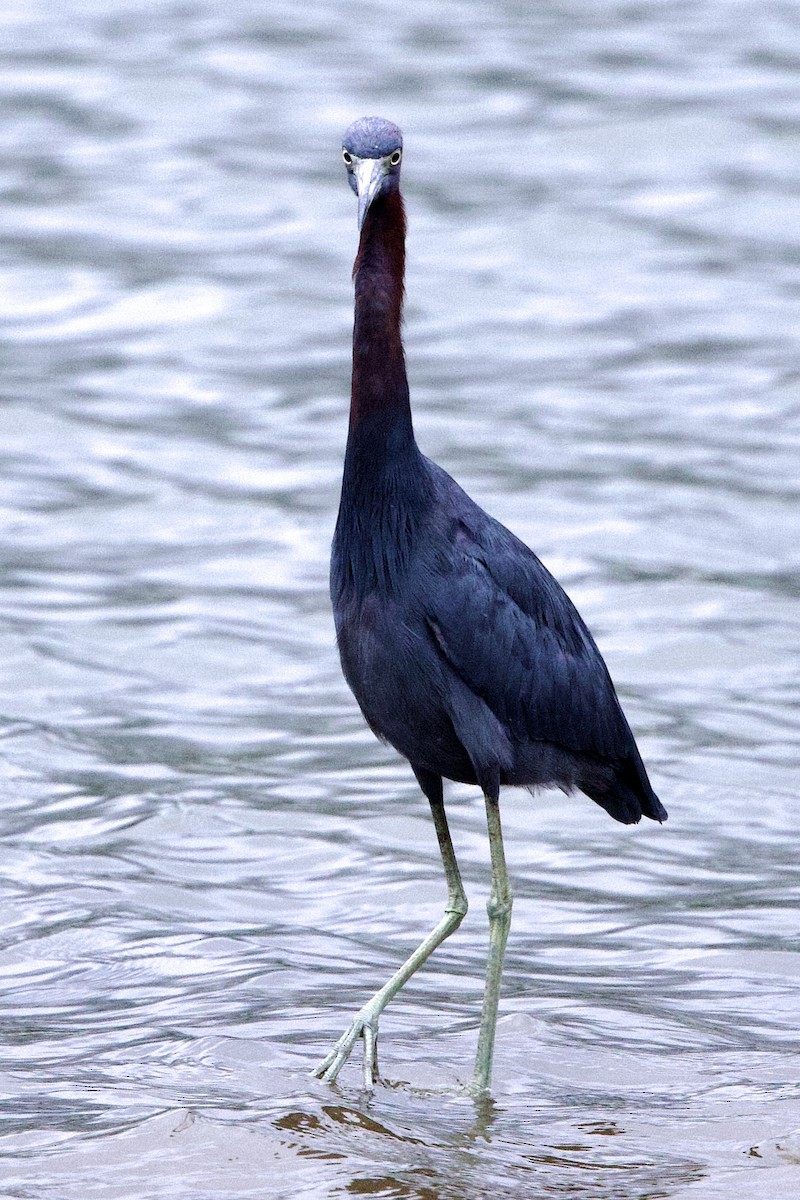 Little Blue Heron - ML645826287