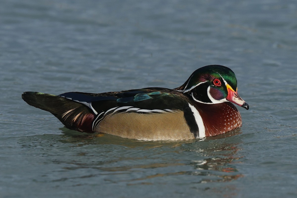 kachnička karolínská - ML645826288