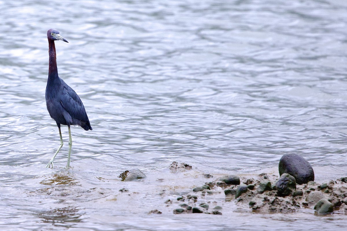 Little Blue Heron - ML645826289